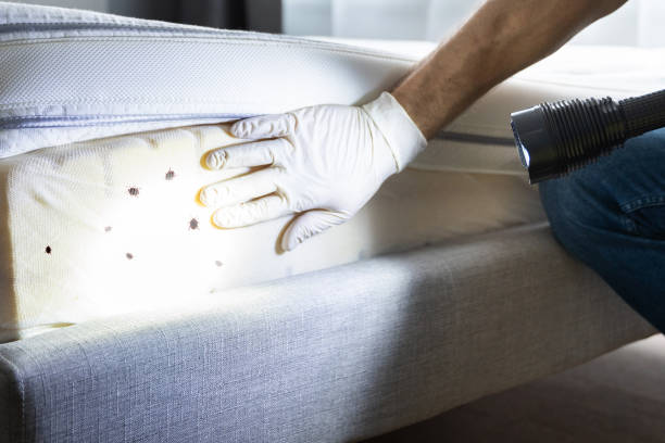 Best Local Pest Control Services  in Peralta, NM